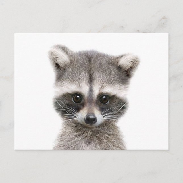 baby raccoon sayin hej. vykort (Framsida)