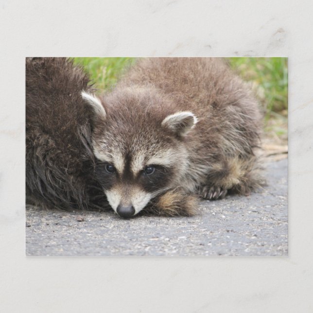 Baby Raccoon Vykort (Framsida)