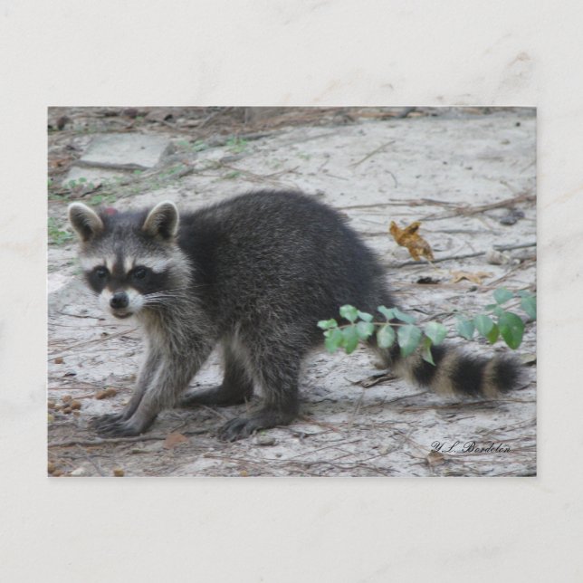 Baby Raccoon-vykort Vykort (Framsida)