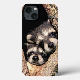 Baby Raccoons Peeking ut ur Träd
