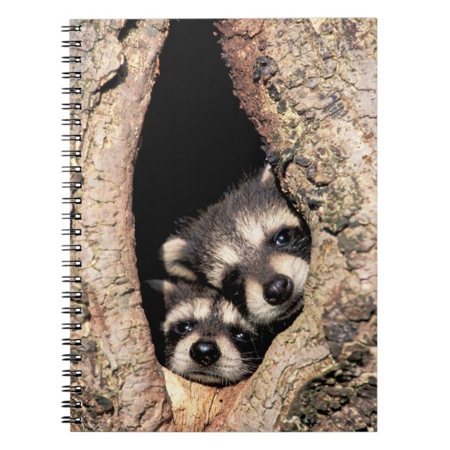 Baby Raccoons Peeking ut ur Träd Anteckningsbok (Framsidan)