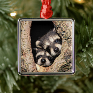 Baby Raccoons Peeking ut ur Träd Julgransprydnad Metall