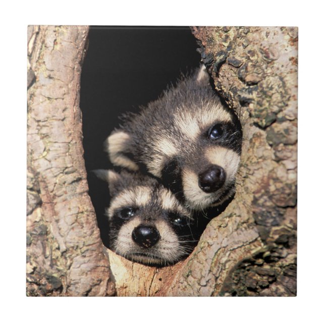 Baby Raccoons Peeking ut ur Träd Kakelplatta (Framsidan)