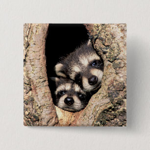 Baby Raccoons Peeking ut ur Träd Knapp