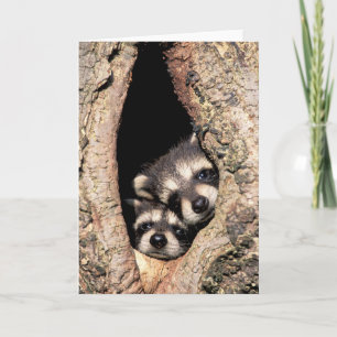 Baby Raccoons Peeking ut ur Träd Kort