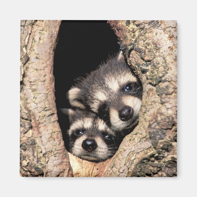 Baby Raccoons Peeking ut ur Träd Magnet (Framsidan)