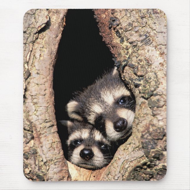 Baby Raccoons Peeking ut ur Träd Musmatta (Framsidan)