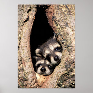 Baby Raccoons Peeking ut ur Träd Poster