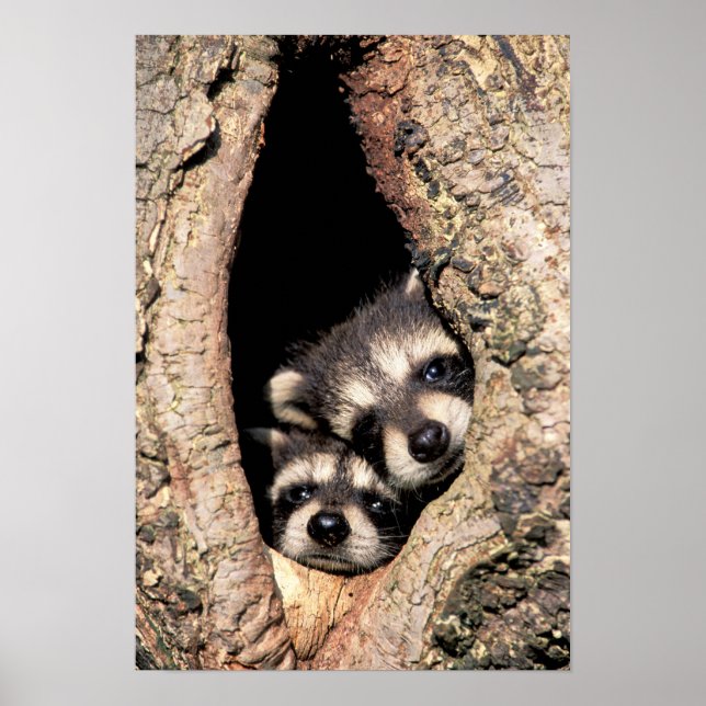 Baby Raccoons Peeking ut ur Träd Poster (Framsidan)