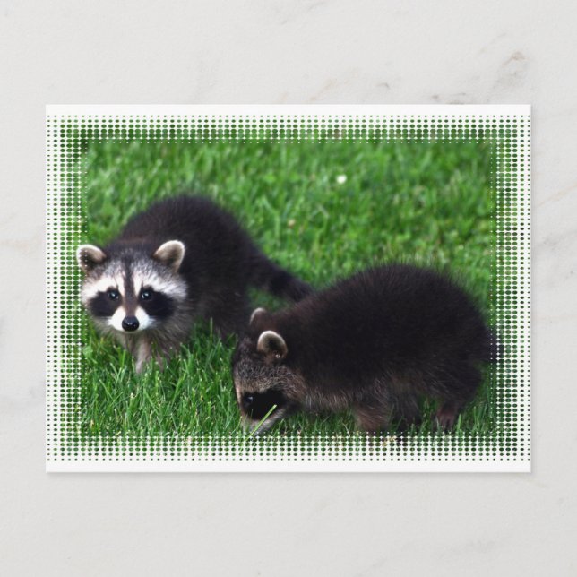 Baby Raccoons vykort (Framsida)