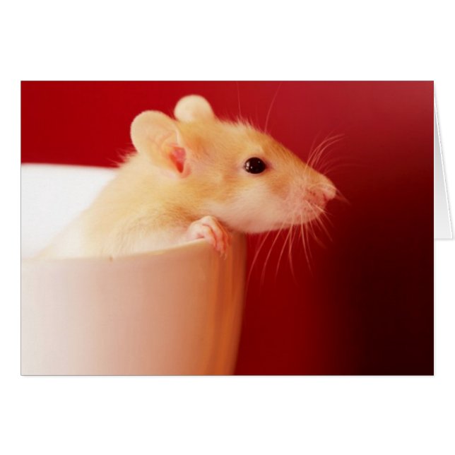 Baby Råtta Hälsningskort (Framsidan Horizontal)