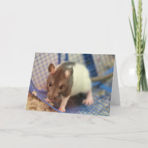 Baby råtta kort