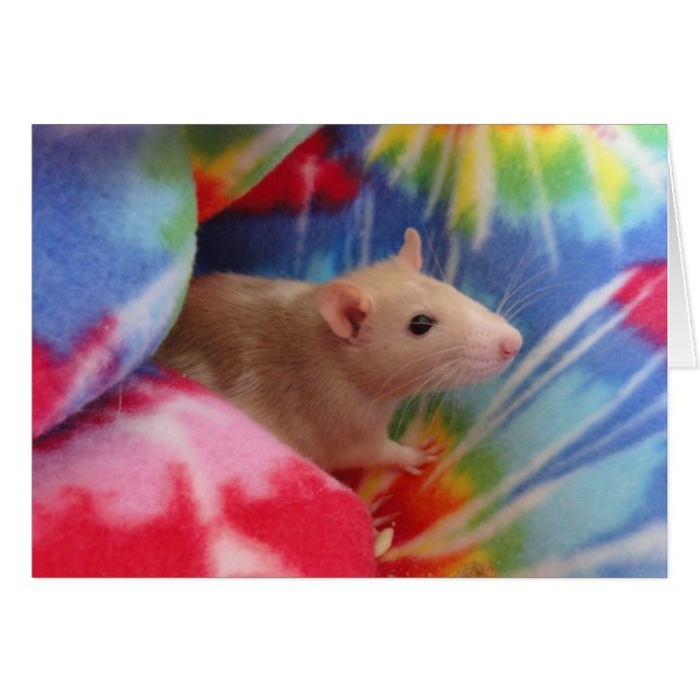 Baby Råtta OBS Kort (Framsidan Horizontal)