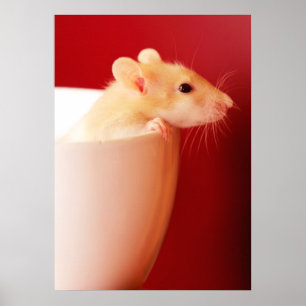 Baby Råtta Poster