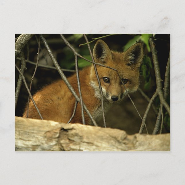 baby räv efter hål vykort (Framsida)
