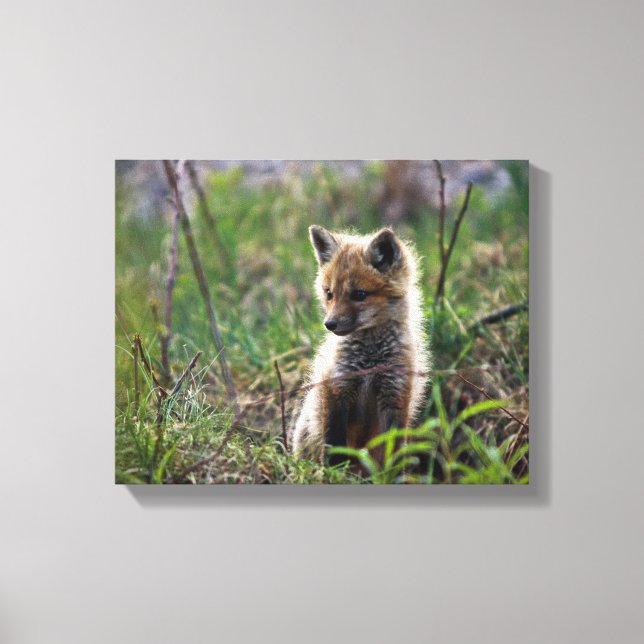 Baby Red Fox Canvastryck (Framsida)