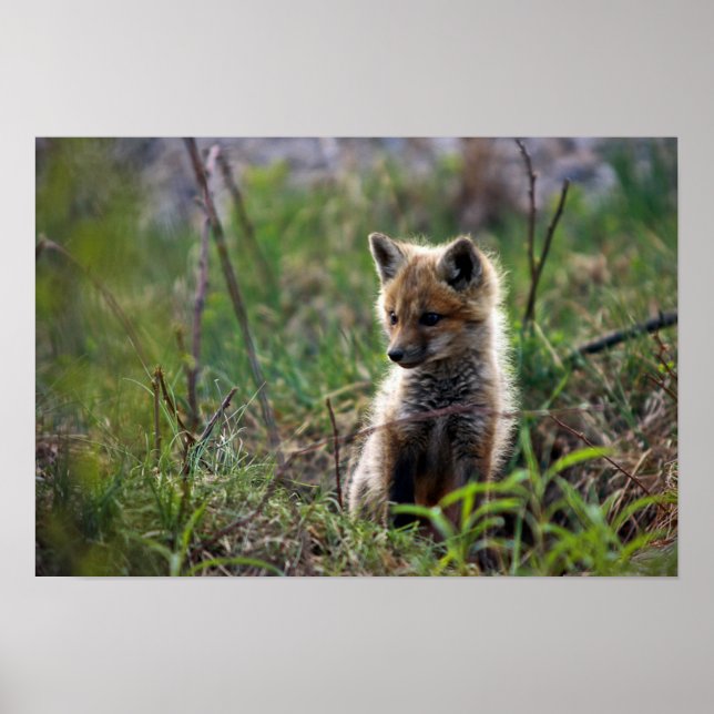Baby Red Fox Poster (Framsidan)