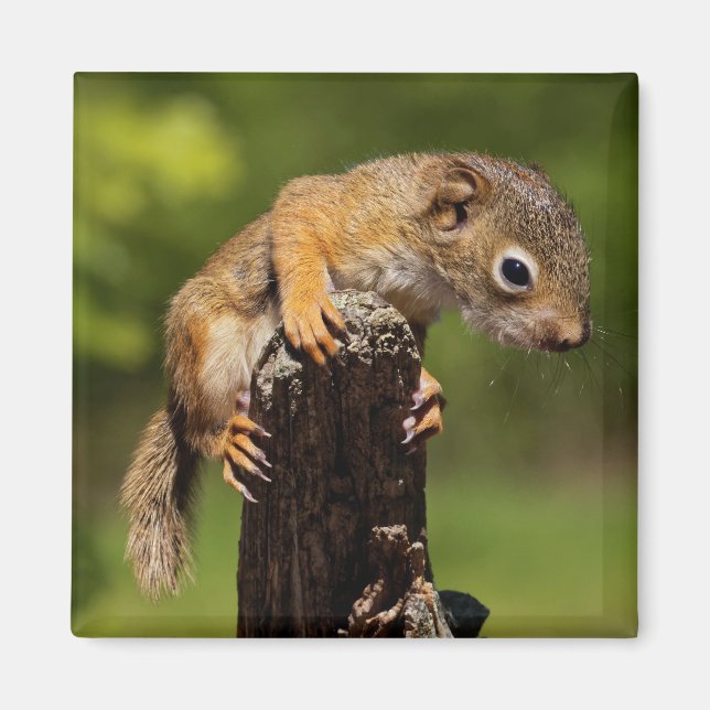 Baby Red Squirrel Magnet (Framsidan)