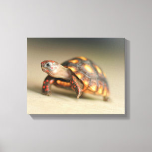 Baby Redfoot Tortoise Canvastryck