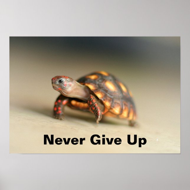 Baby Redfoot Tortoise Poster (Framsidan)