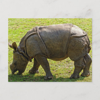 Baby Rhino Vykort