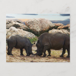 Baby Rhinoceros Life Lesson Helg Vykort