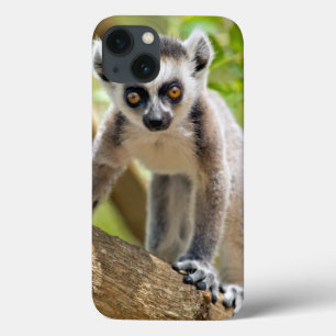 Baby ring-tailed lemur