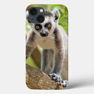 Baby ring-tailed lemur