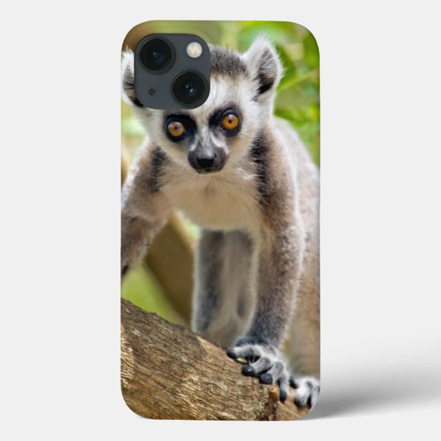 Baby ring-tailed lemur (Baksida)