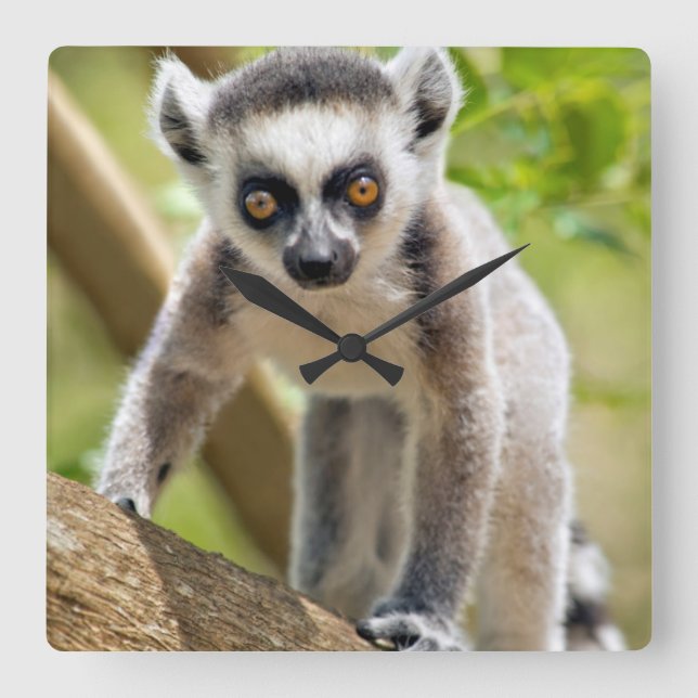 Baby ring-tailed lemur fyrkantig klocka (Framsida)