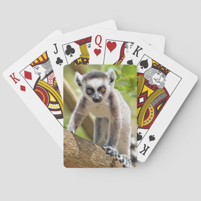 Baby ring-tailed lemur spel kort (Baksidan)
