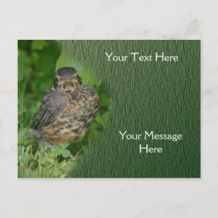 Baby Robin Fledgling Bird Nature Vykort