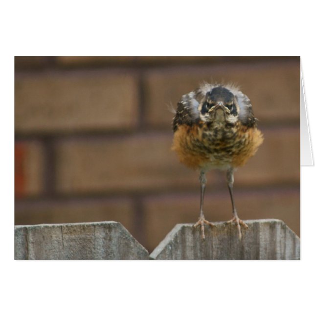 Baby Robin Hälsningskort (Framsidan Horizontal)