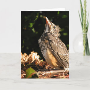 Baby Robin Kort