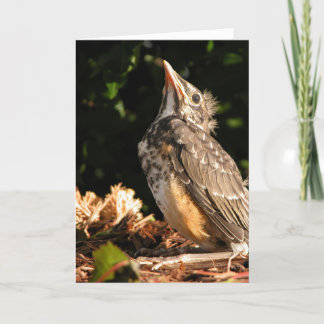 Baby Robin Kort