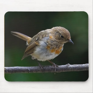 Baby Robin Mouspad Musmatta