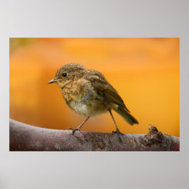 Baby Robin på A Träd Gren Poster