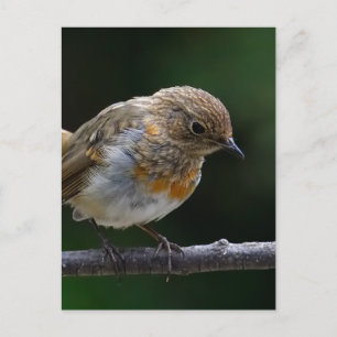Baby Robin Postcard Vykort