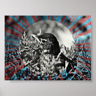 Baby Robin Poster
