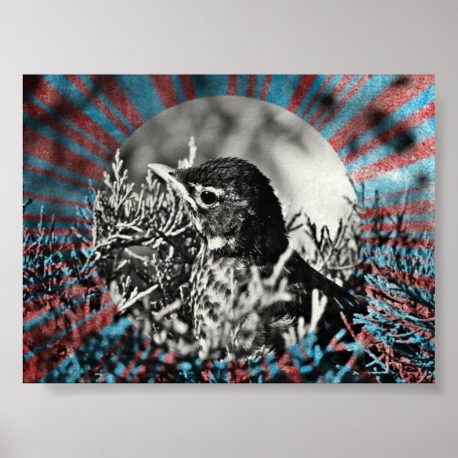 Baby Robin Poster (Framsidan)