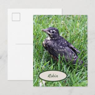Baby Robin precis ut ur fågelfotografi Vykort