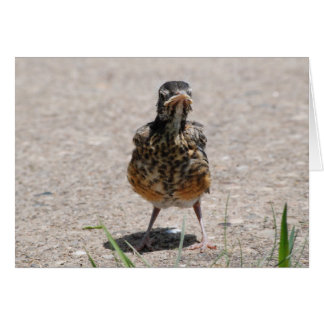 Baby Robin tar ett stativ Hälsningskort