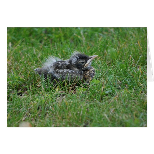 Baby Robin tar lite vila. Hälsningskort (Framsidan Horizontal)
