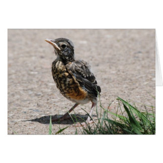 Baby Robin vid utkik Hälsningskort