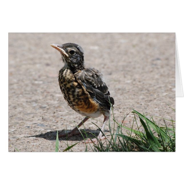 Baby Robin vid utkik Hälsningskort (Framsidan Horizontal)