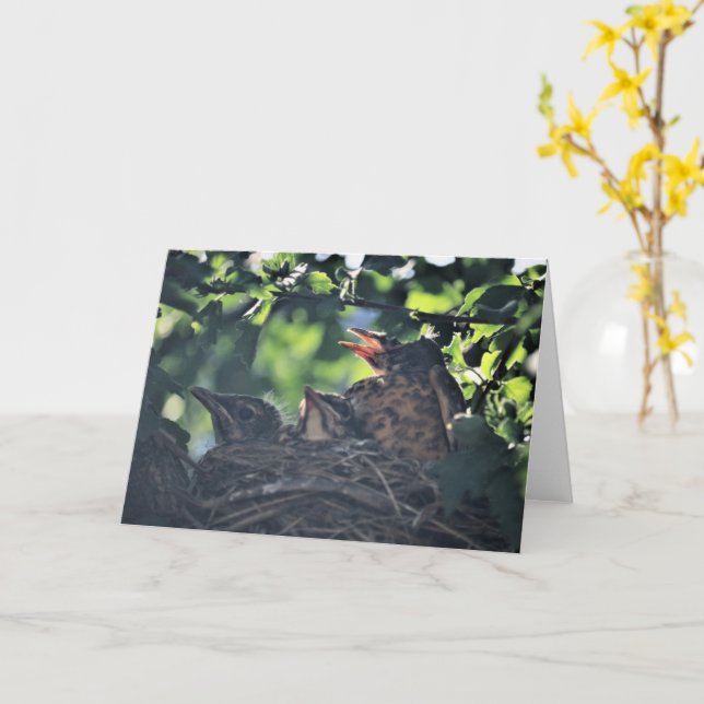 Baby Robins Birds in Nest Newborn Wildlife Animals Kort (Gul blomma)