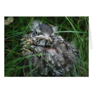 Baby Robin's First Vår Hälsningskort