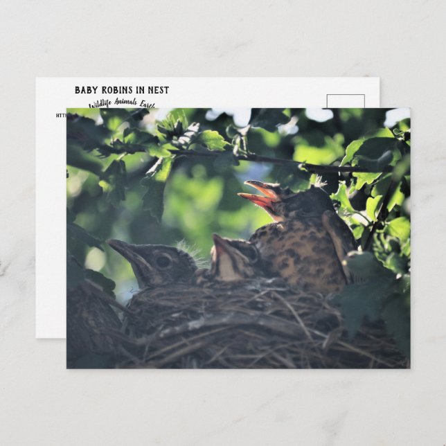 Baby Robins in Nest Nature Wildlife Animals Photo Vykort (Fram/baksida)