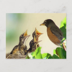 Baby Robins Vykort