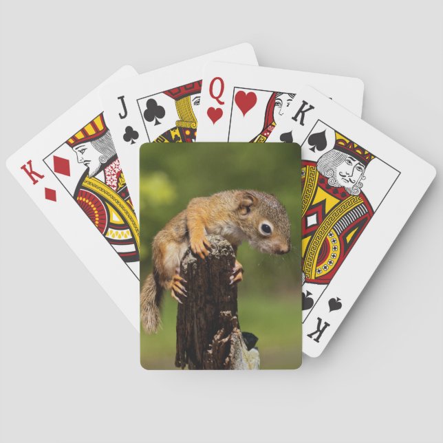Baby röd ekorre casinokort (Baksidan)